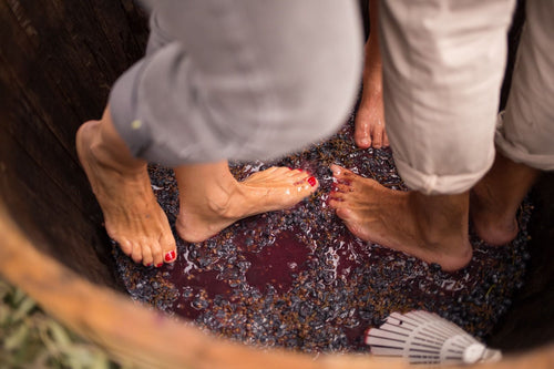 VENDIMIA EN LA BODEGA: BRUNCH, Visita y Pisada de Uvas