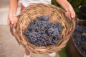 VENDIMIA EN LA BODEGA: BRUNCH, Visita y Pisada de Uvas