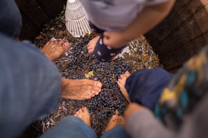 VENDIMIA EN LA BODEGA: BRUNCH, Visita y Pisada de Uvas