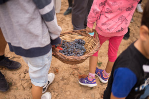 VEREMA AL CELLER: Esmorzar de pagès, visita i trepitjada de raïm.